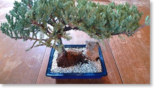 TV101 Bonsai Mini